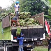 Bananas Harvest in Flores