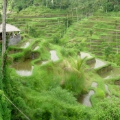 Flooded Rice Terraces 