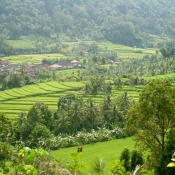 Rice Terraces in Bali 